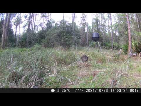 Hunting Leases In Florida