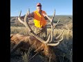 Utah Dinosaur Bull Elk for Uncle Gordon