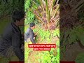 ছোট বাগানে ফল কেটে ভাগ্য খুলে গেল আমার #shorts #viralvideo