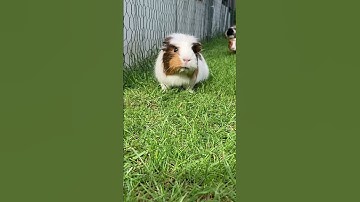 Guinea pigs running home