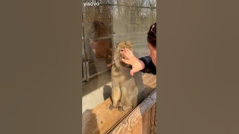 Look at the reaction of this monkey after this magic trick🤣🤣🤣🤣🤣