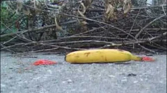 banana walkover