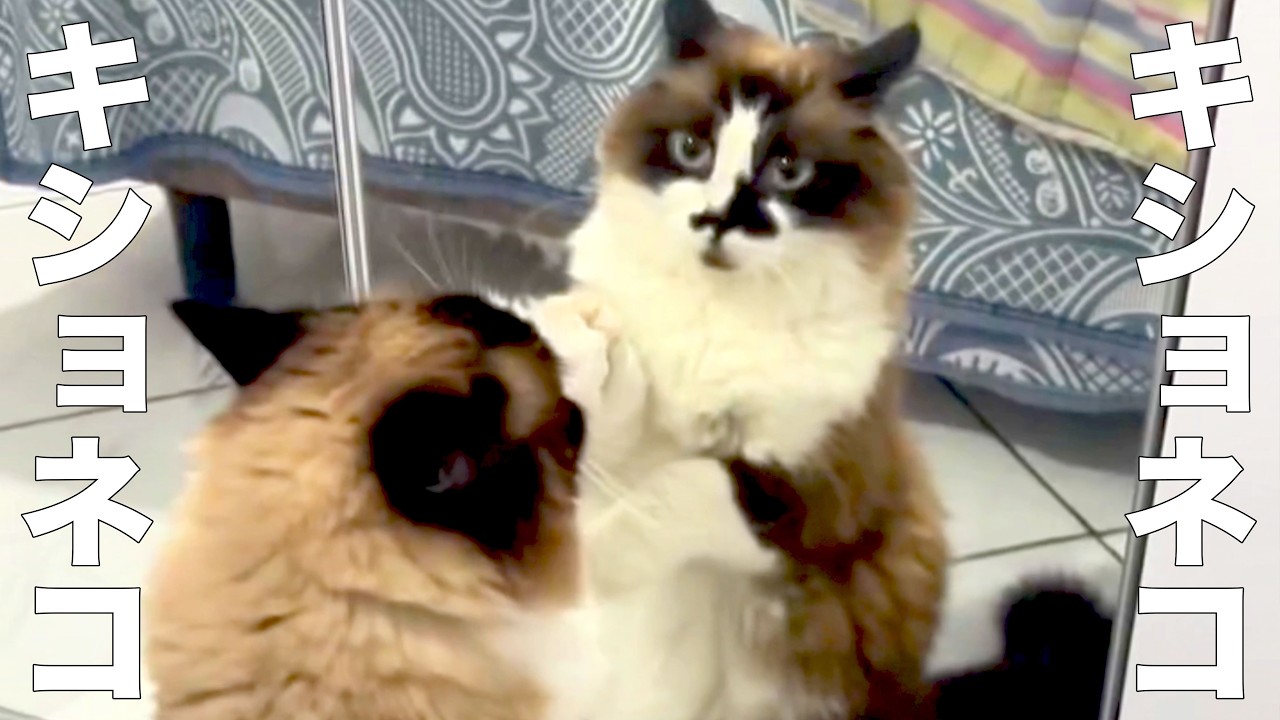 A cat whose catchphrase is 