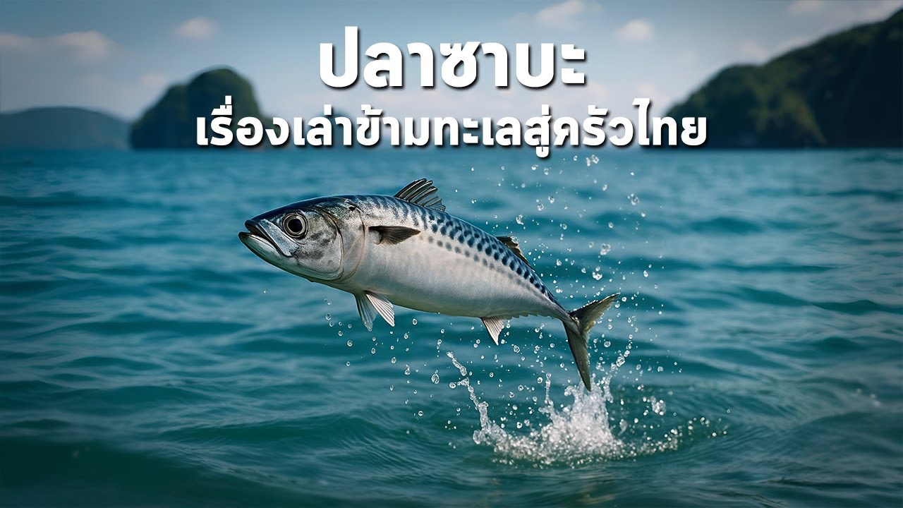 นานาสาระ ตอน ปลาซาบะ เรื่องเล่าข้ามทะเลสู่ครัวไทย