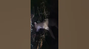 ابن اوى شبيه الذيب 1 