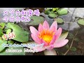 初めて姫睡蓮の花が咲きました　5話 ウエルカムカムビオトープ　メダカ飼育場今日の#25