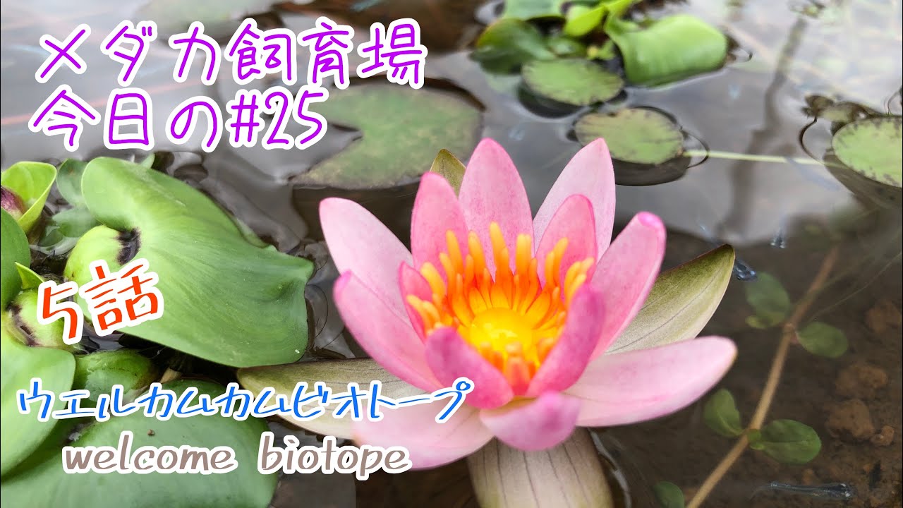 初めて姫睡蓮の花が咲きました 5話 ウエルカムカムビオトープ メダカ飼育場今日の 25 姫睡蓮 メダカ Youtube