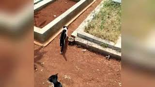 Kucing Ziarah Penunjuk Makam U0026 Ikut Memberikan Doa