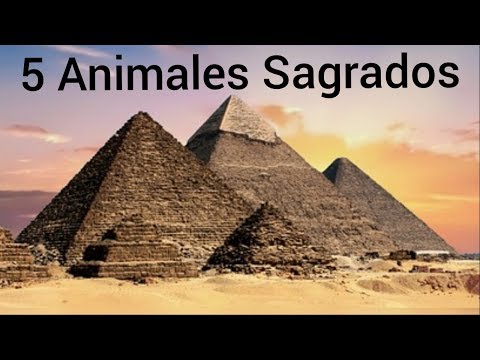 Video: A Quien Los Egipcios Consideraban Un Animal Sagrado