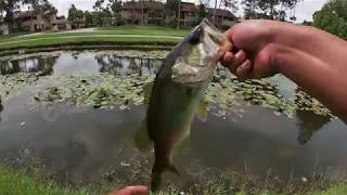 Trying out the Lunkerhunt Lunker Frog