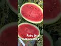 Fairu bhai Tumkur 🍉🍉👌👌super vip maal 👌👌Namdari. kiran. suprit teeno hai mere paas no 1.maal