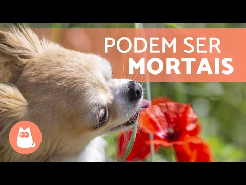Vídeo: Plantas Venenosas Para Cães