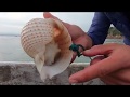 阿烽用古老的抓章鱼技术，往海里放入一堆海螺壳，竟然抓到几十只章鱼