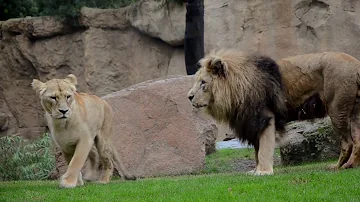 ¿Con cuántas hembras se aparean los leones macho?