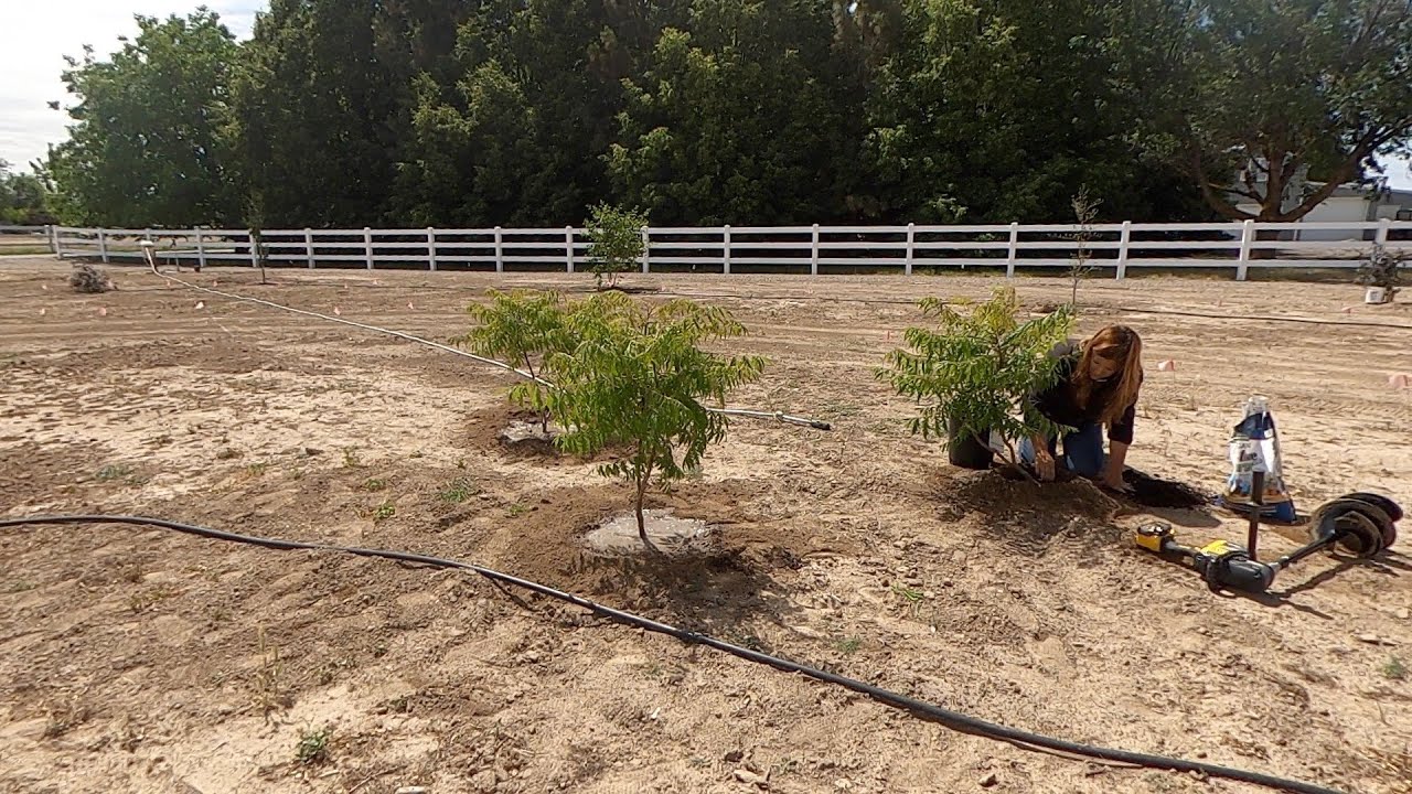 Planting Sumacs and Elderberries! 🌿 // Garden Answer YouTube