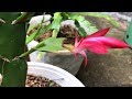 The early Christmas Cactus have started to bloom | how to make christmas cactus graft | hoa càng cua