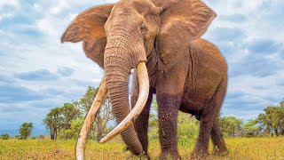 Why An Elephant&#39;s Skin Weighs 7 Tonnes | Super Senses | Real Wild