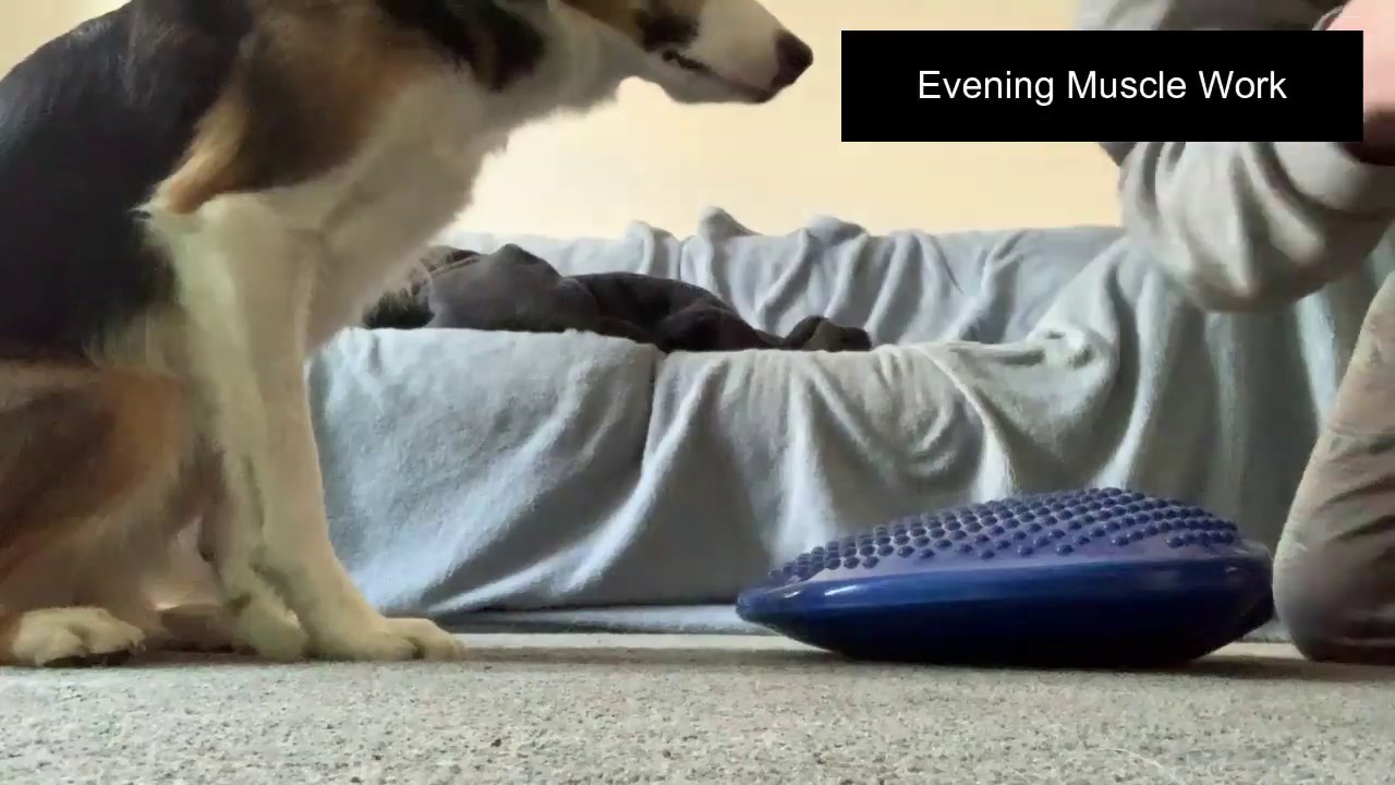 Daily Routine of a Lockdown Dog [UK]! 🐾 YouTube