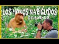 Los Monos Narigudos de Borneo | Retorno a Tanjung Puting | Indonesia