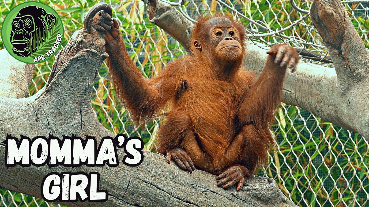 Orangutan Is Growing Up But Still Wants Mom #babyanimals