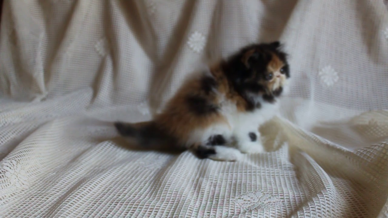 ⁣Маленький персидский котенок