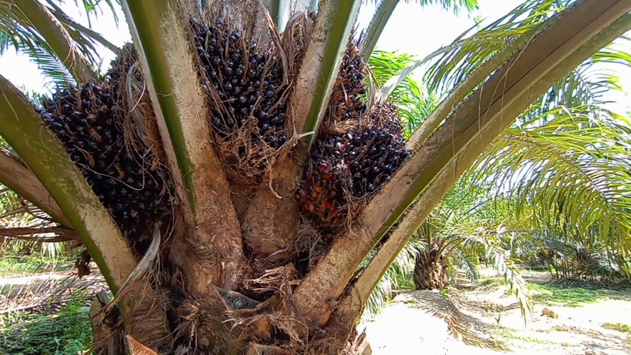  Ladang kelapa  sawit YouTube