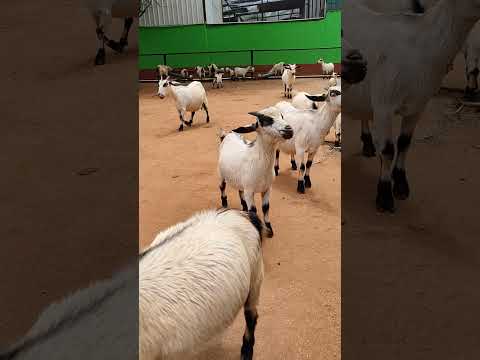 Goat Goat Art Aquarium Abirishvlogs Fish Funny Art 