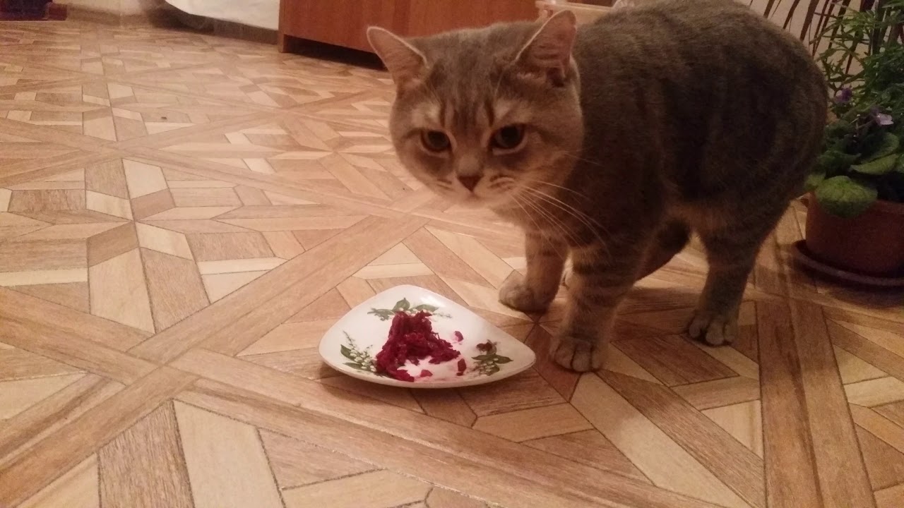 что будет если есть свеклу каждый день. кот помидор. кот и овощи овощи. свекла столовая водан f1. кот ест овощи.