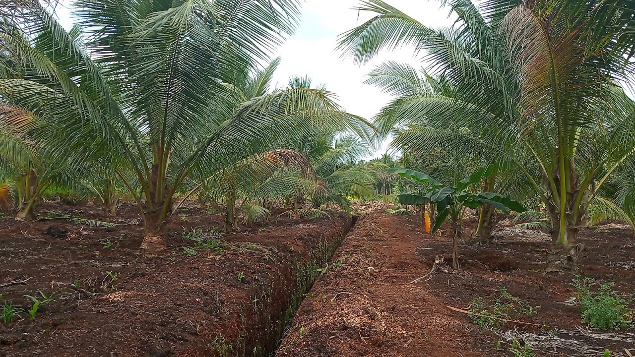 Budidaya kelapa lokal di lahan gambut