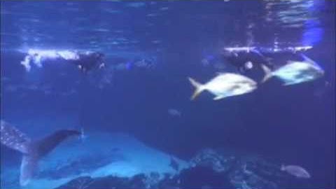 Swimming With Whales Sharks at Georigia Aquarium - Atlanta, GA