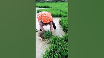 Amazing Farmer Uprooting Paddy Seedling #shorts