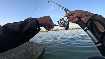 Câu cá rô phi tự nhiên to bằng mồi giun cực hiệu quả 