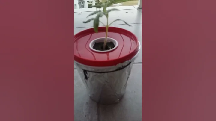 Hydroponic Kratky - Tomato Experiment