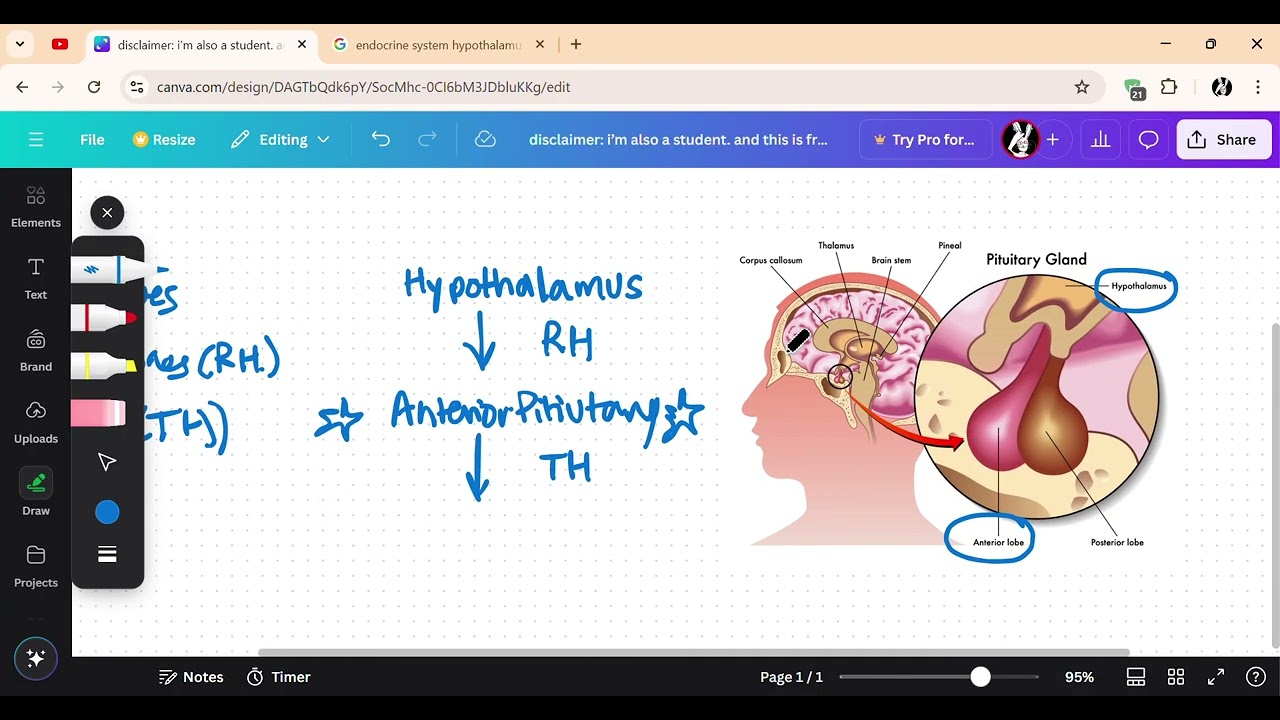 endocrine syst: hypothalamus and anterior pituitary, negative feedback loop