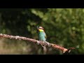 Guêpiers d&#39;europe - Merops apiaster - European Bee-eater