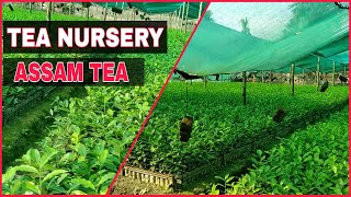 TEA NURSERY IN ASSAM | ASSAM TEA BUSINESS