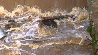 Exeter Floods - Mill on the Exe, Blackaller Weir and Miller's Crossing