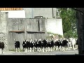 Swiss Goats Coming Home from their Daily Graze.