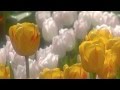 Весна и Оркестр Поля Мориа,  Сон- трава -  Paul Mauria