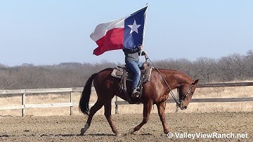 MK Cat Rey - carrying the flag! - ValleyViewRanch.net