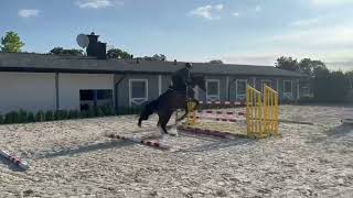 Montaigne (GFE Cicave Du Talus x Malito de Reve)