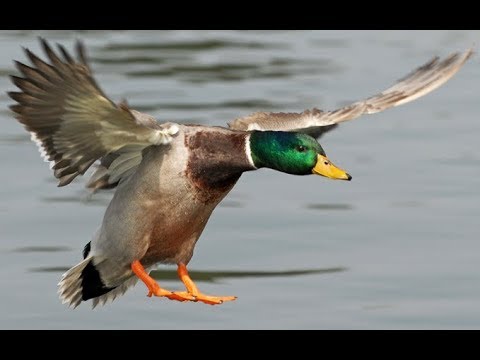 Video: Suzbijanje patke: Kako se riješiti patke