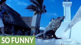 Iguana with attitude crashes wedding
