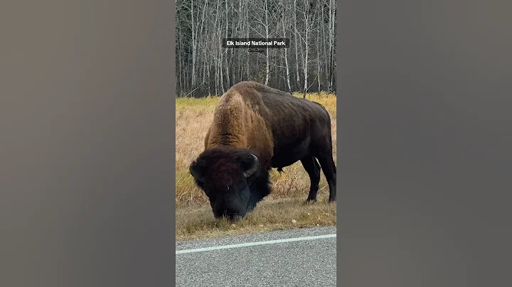 Elk island national park 🏞️🇨🇦 Canada 🍁 #cancraze #nationalpark #elk #animals #fypシ #viralvideo