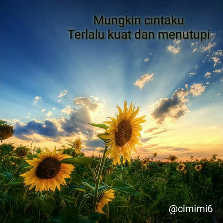 Story WA - mungkin sang fajar dan sayap sayap burung patah