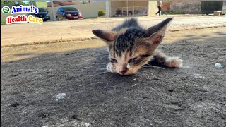 Mom, Wait Me in Heaven! Poor Kitten Tearfully Counts Last Moments of His Life by ANIMAL'S HEALTH CARE 14,451 views 6 days ago 8 minutes, 25 seconds