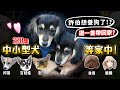 200隻中小型品種犬送養!許伯想養狗了?帶一隻回家中途?柯基、吉娃娃、臘腸、法鬥、貴賓、雪納瑞、柴犬等領養!超多品種貓領養!【許伯簡芝】【許伯中途中】