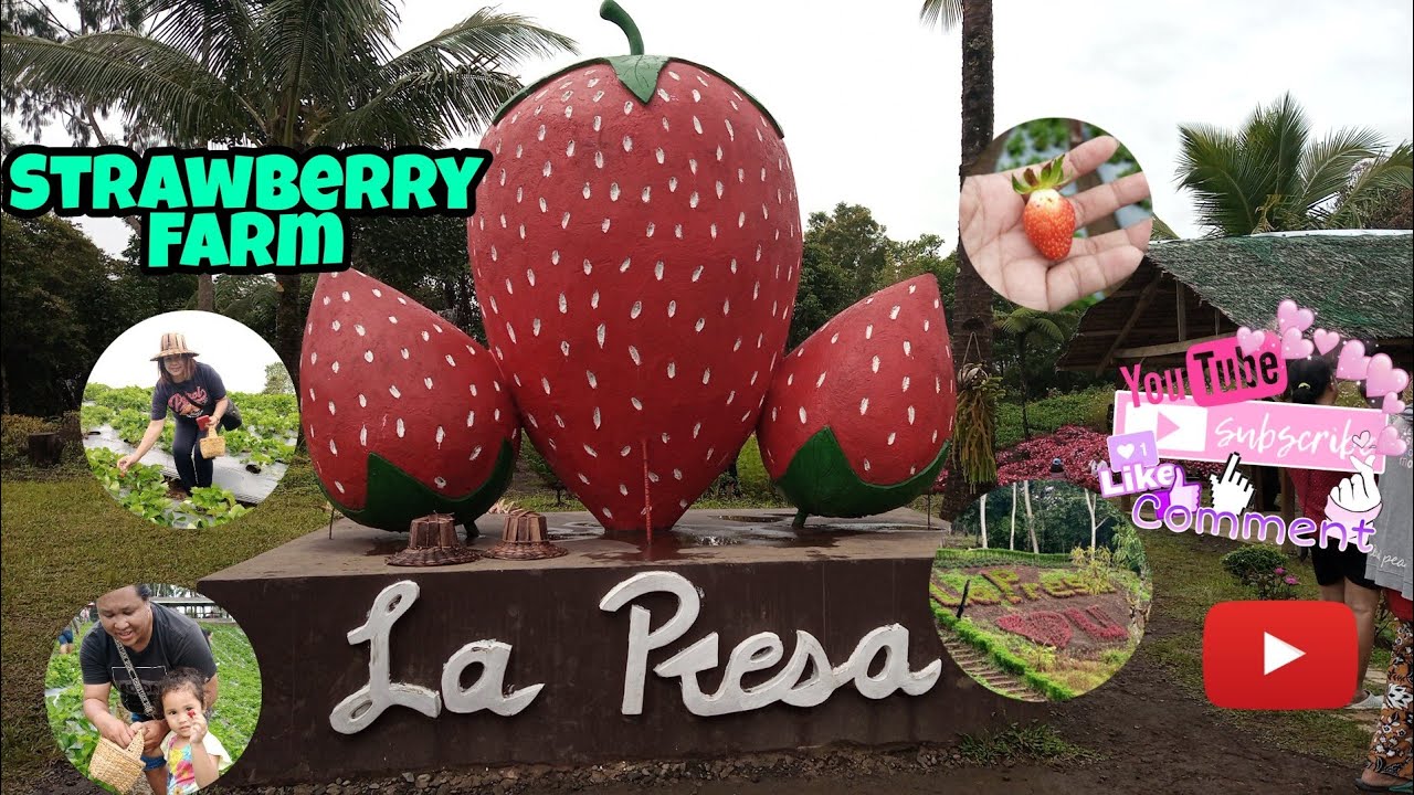 Strawberry Farm of Zambo. del Norte (La Presa Farm) amberjohnvlogs 