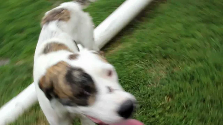 Reggae... an adorable adoptable at Winnipeg Animal...
