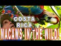 Exploring the nature  wildlife of uvita costa rica macaws sloths iguanas